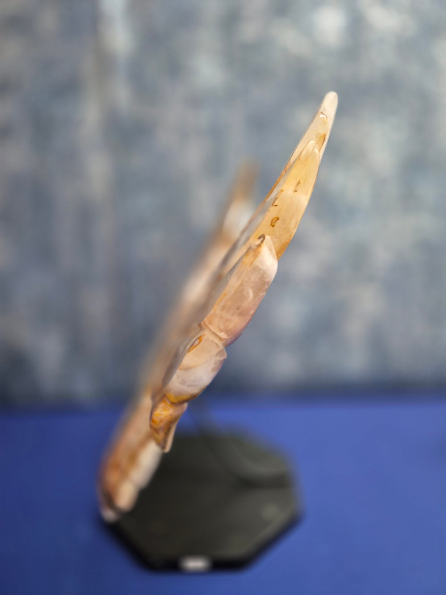 Yellow Hematoid (Golden Healer) Wings on stand