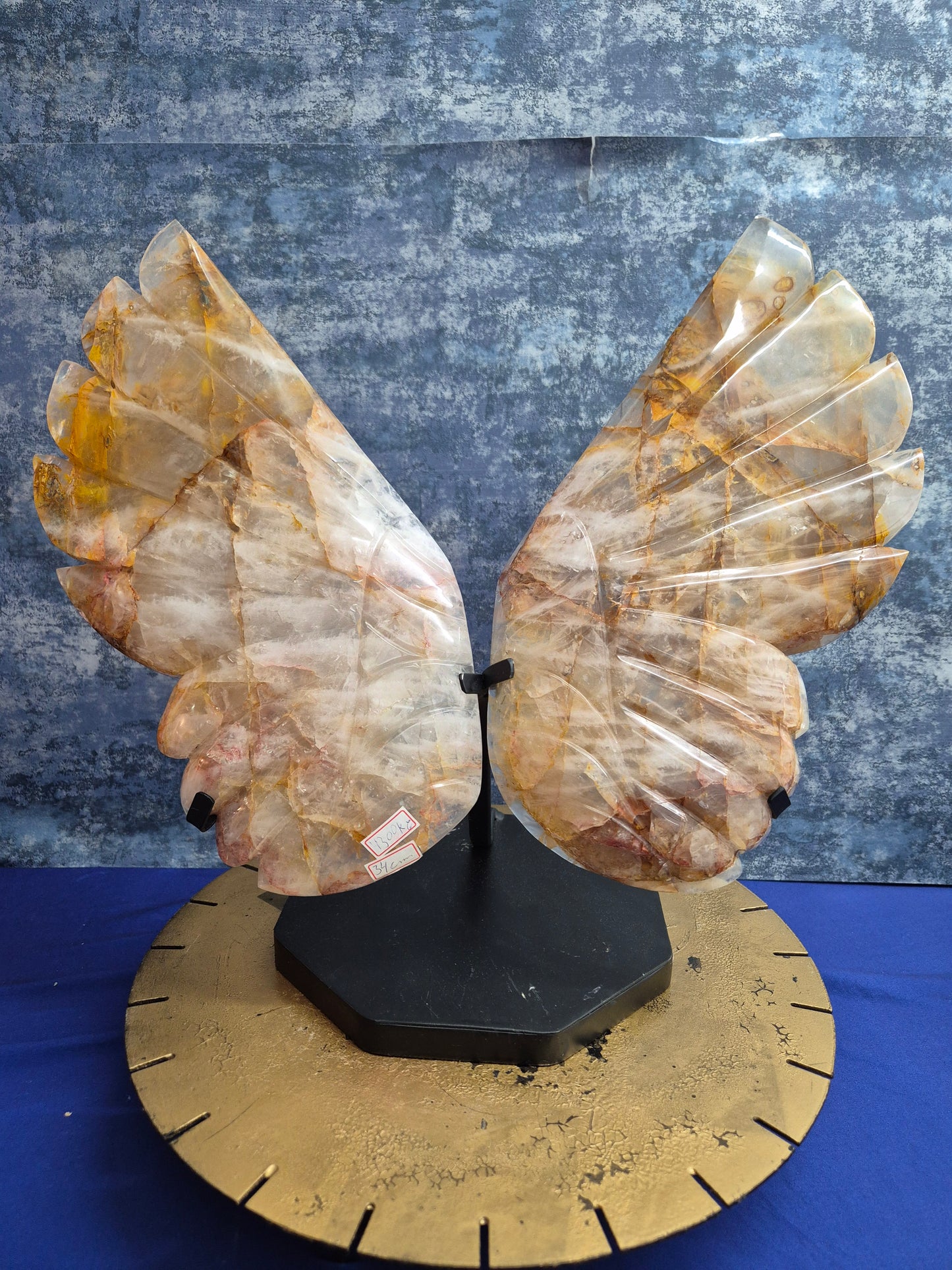 Yellow Hematoid (Golden Healer) Wings on stand