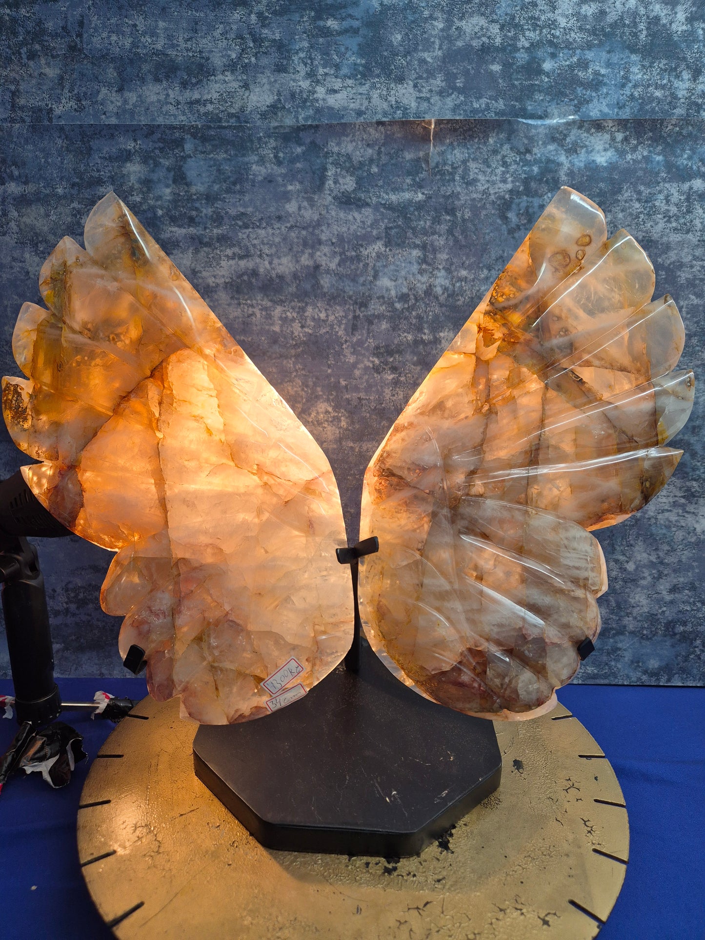 Yellow Hematoid (Golden Healer) Wings on stand