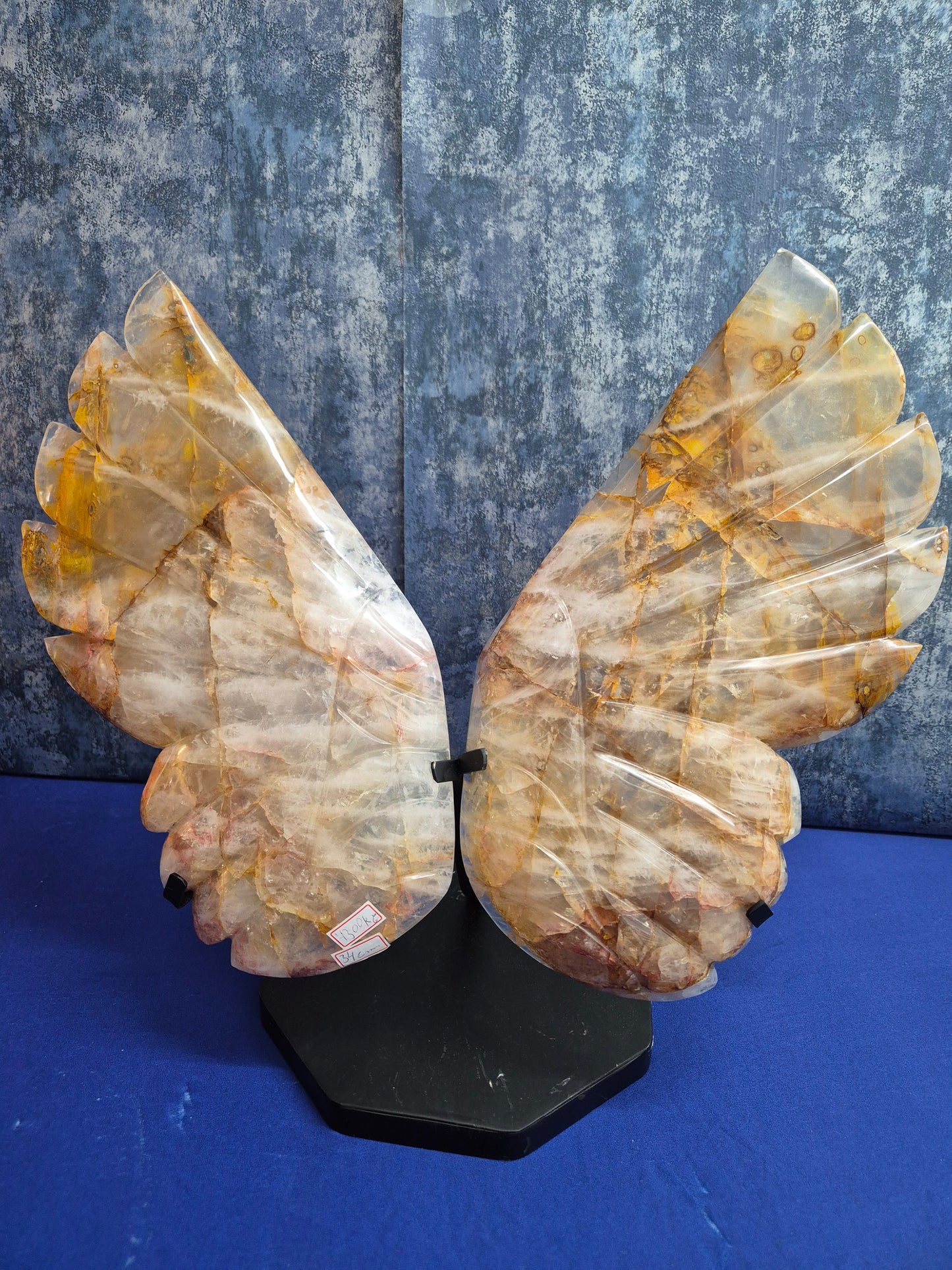 Yellow Hematoid (Golden Healer) Wings on stand