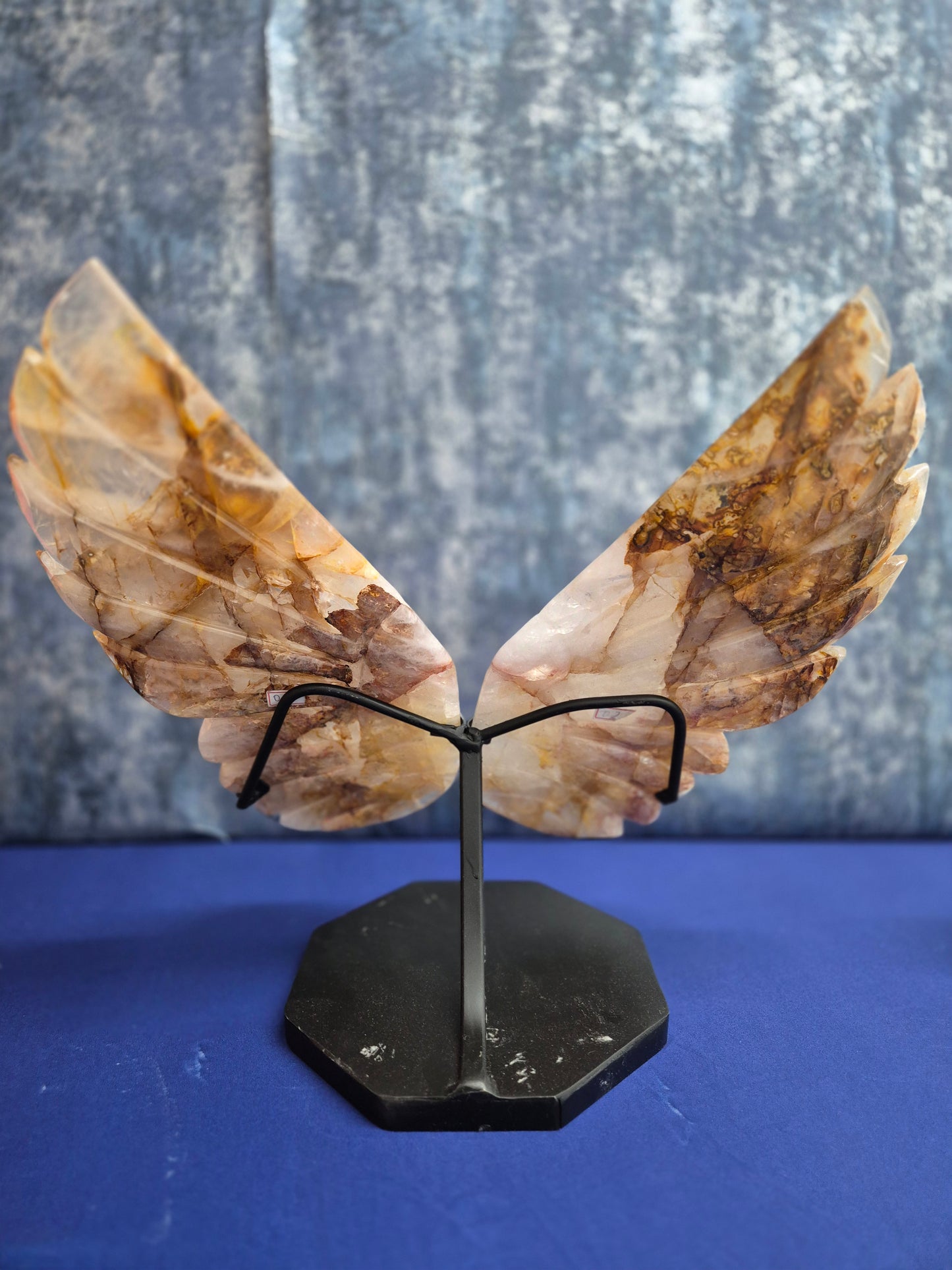 Yellow Hematoid (Golden Healer) Wings on stand